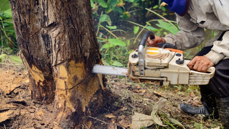 Choosing a Good Tree Cutting Service Provider in Fort Myers FL