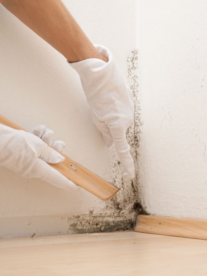 These Five Telltale Signs Say Your Home Needs Mold Removal