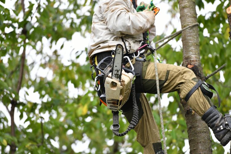 Preparing For Tree Removal In Orange Park FL