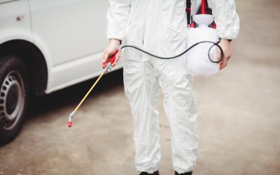 Effective Pest Control Services in Rochester, MN: Protecting Your Home and Business